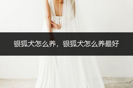 銀狐犬怎么養(yǎng)，銀狐犬怎么養(yǎng)最好