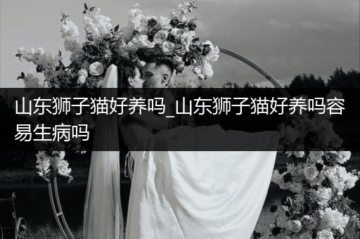 山東獅子貓好養(yǎng)嗎_山東獅子貓好養(yǎng)嗎容易生病嗎