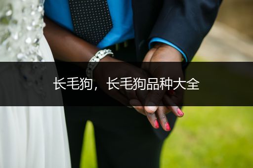 長毛狗，長毛狗品種大全