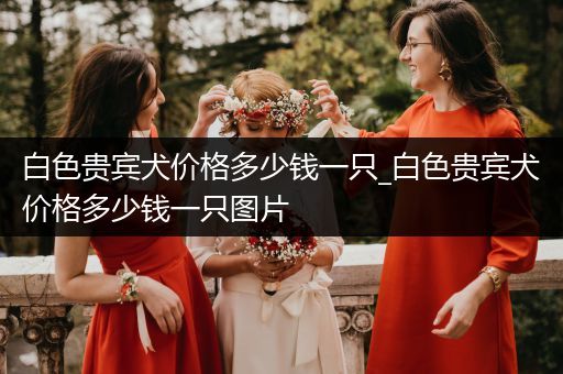 白色貴賓犬價(jià)格多少錢一只_白色貴賓犬價(jià)格多少錢一只圖片