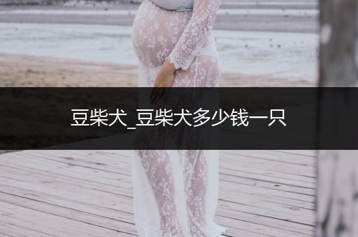 豆柴犬_豆柴犬多少錢一只