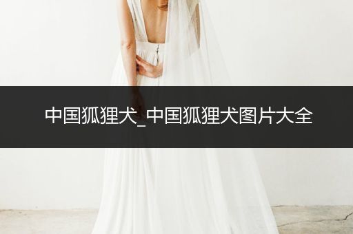 中國(guó)狐貍?cè)甠中國(guó)狐貍?cè)畧D片大全