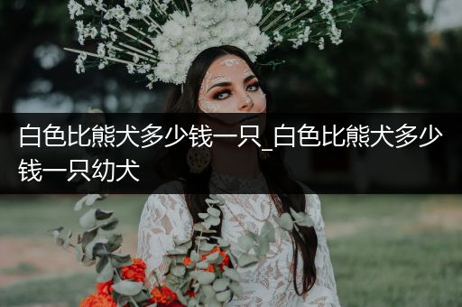 白色比熊犬多少錢一只_白色比熊犬多少錢一只幼犬