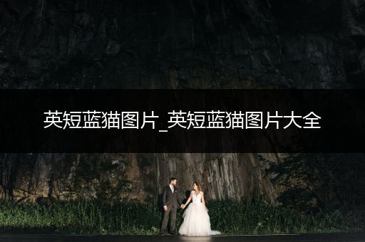 英短藍(lán)貓圖片_英短藍(lán)貓圖片大全