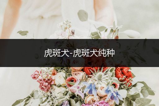 虎斑犬-虎斑犬純種