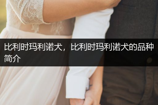 比利時瑪利諾犬，比利時瑪利諾犬的品種簡介