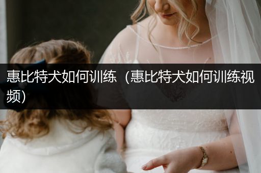 惠比特犬如何訓(xùn)練（惠比特犬如何訓(xùn)練視頻）