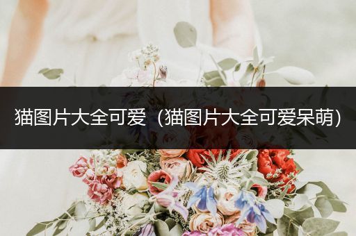 貓圖片大全可愛（貓圖片大全可愛呆萌）