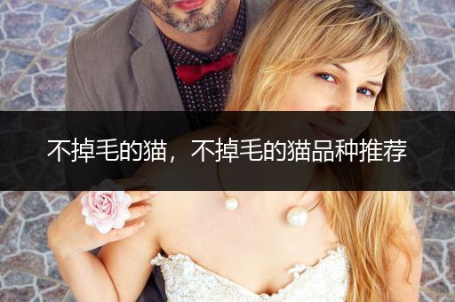 不掉毛的貓，不掉毛的貓品種推薦