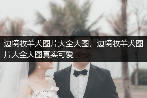 邊境牧羊犬圖片大全大圖，邊境牧羊犬圖片大全大圖真實可愛