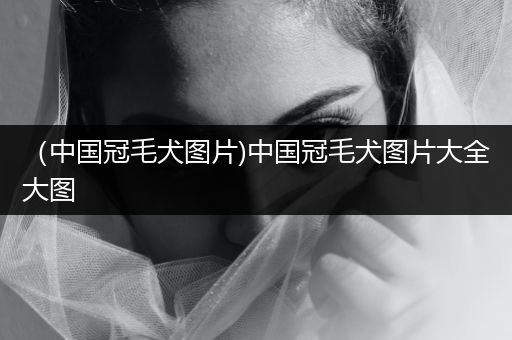 （中國冠毛犬圖片)中國冠毛犬圖片大全大圖