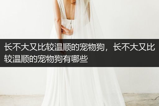 長不大又比較溫順的寵物狗，長不大又比較溫順的寵物狗有哪些