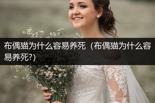 布偶貓為什么容易養(yǎng)死（布偶貓為什么容易養(yǎng)死?）