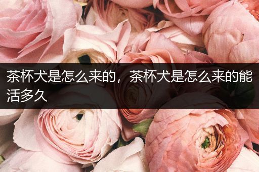 茶杯犬是怎么來的，茶杯犬是怎么來的能活多久