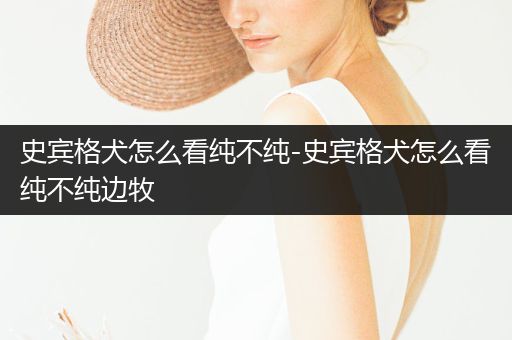 史賓格犬怎么看純不純-史賓格犬怎么看純不純邊牧