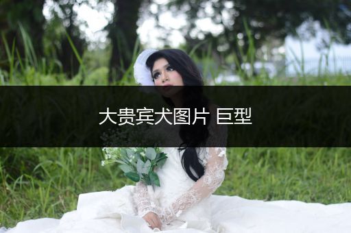 大貴賓犬圖片 巨型