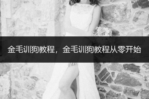 金毛訓(xùn)狗教程，金毛訓(xùn)狗教程從零開始
