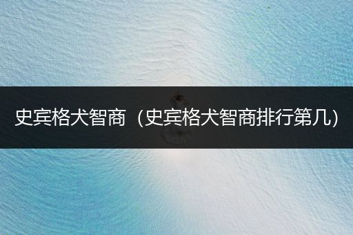 史賓格犬智商（史賓格犬智商排行第幾）