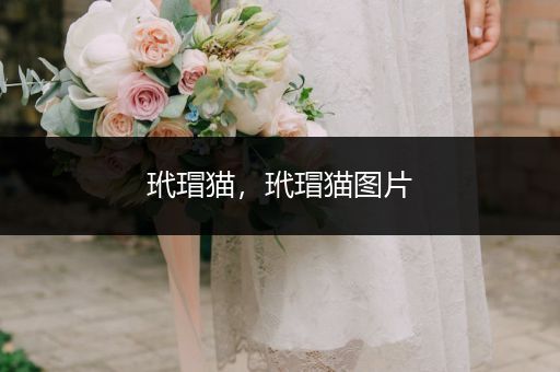 玳瑁貓，玳瑁貓圖片