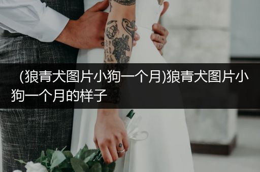 （狼青犬圖片小狗一個月)狼青犬圖片小狗一個月的樣子