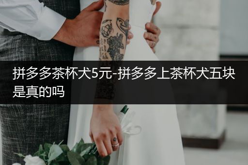 拼多多茶杯犬5元-拼多多上茶杯犬五塊是真的嗎