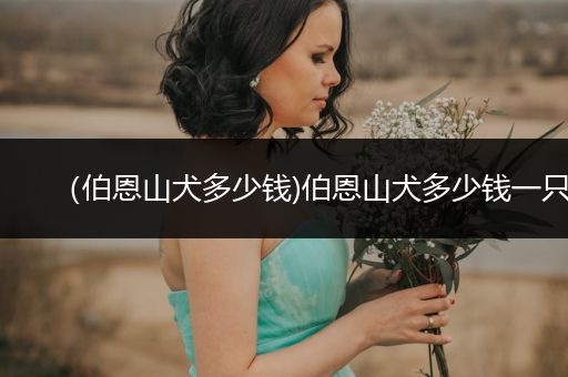 （伯恩山犬多少錢)伯恩山犬多少錢一只