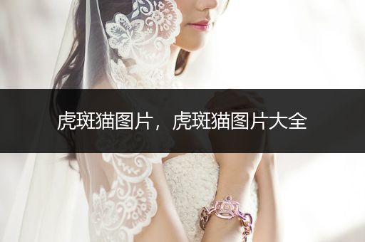 虎斑貓圖片，虎斑貓圖片大全