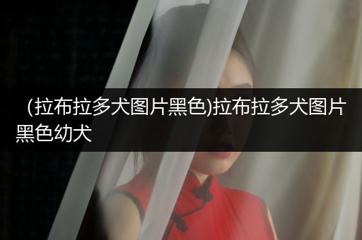 （拉布拉多犬圖片黑色)拉布拉多犬圖片黑色幼犬