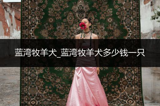 藍(lán)灣牧羊犬_藍(lán)灣牧羊犬多少錢一只