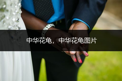 中華花龜，中華花龜圖片