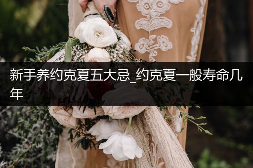 新手養(yǎng)約克夏五大忌_約克夏一般壽命幾年