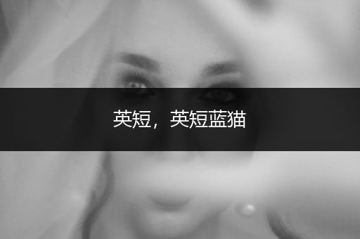 英短，英短藍(lán)貓