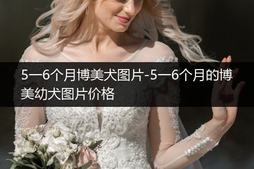 5一6個(gè)月博美犬圖片-5一6個(gè)月的博美幼犬圖片價(jià)格