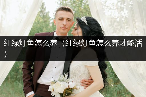 紅綠燈魚怎么養(yǎng)（紅綠燈魚怎么養(yǎng)才能活）