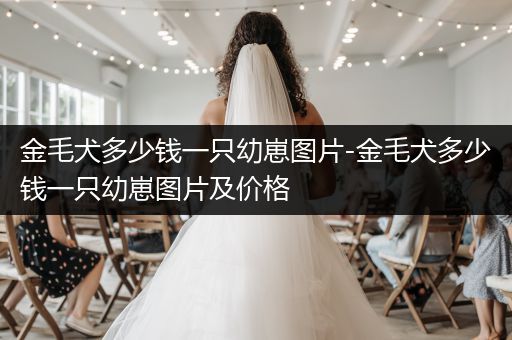 金毛犬多少錢(qián)一只幼崽圖片-金毛犬多少錢(qián)一只幼崽圖片及價(jià)格