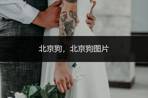 北京狗，北京狗圖片