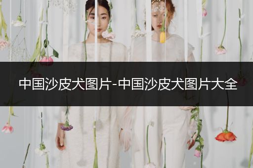 中國沙皮犬圖片-中國沙皮犬圖片大全