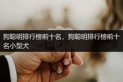 狗聰明排行榜前十名，狗聰明排行榜前十名小型犬