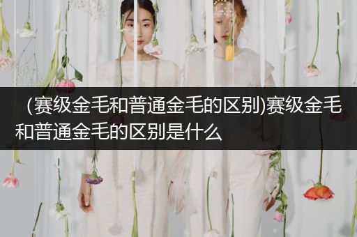 (賽級金毛和普通金毛的區(qū)別)賽級金毛和普通金毛的區(qū)別是什么