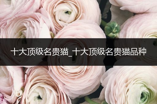 十大頂級名貴貓_十大頂級名貴貓品種