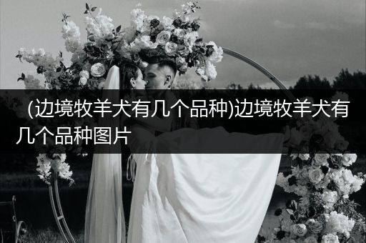 （邊境牧羊犬有幾個(gè)品種)邊境牧羊犬有幾個(gè)品種圖片