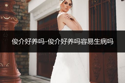 俊介好養(yǎng)嗎-俊介好養(yǎng)嗎容易生病嗎