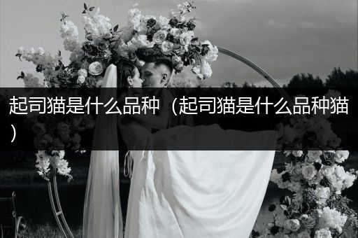 起司貓是什么品種（起司貓是什么品種貓）