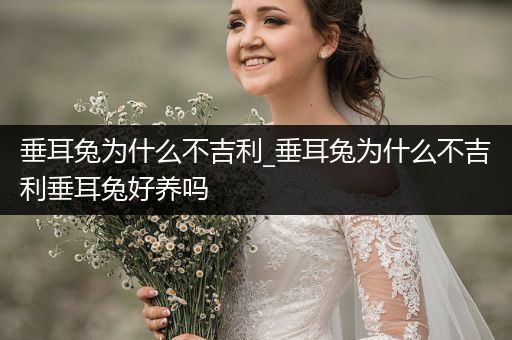 垂耳兔為什么不吉利_垂耳兔為什么不吉利垂耳兔好養(yǎng)嗎