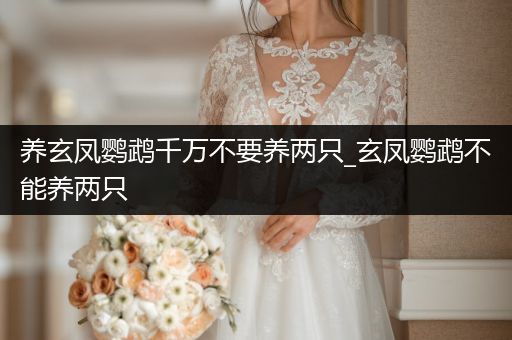 養(yǎng)玄鳳鸚鵡千萬不要養(yǎng)兩只_玄鳳鸚鵡不能養(yǎng)兩只