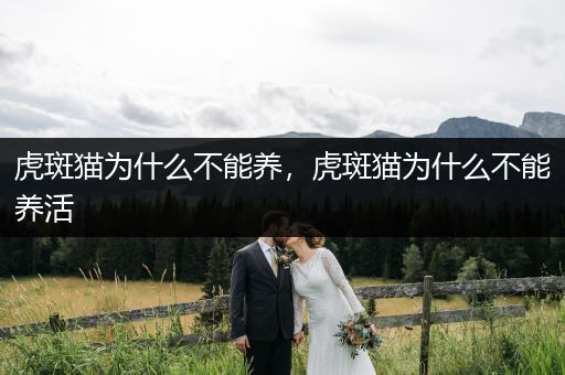 虎斑貓為什么不能養(yǎng)，虎斑貓為什么不能養(yǎng)活