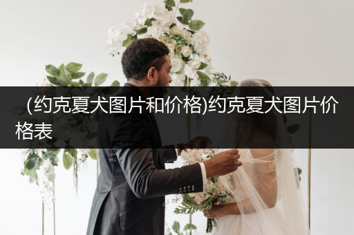 （約克夏犬圖片和價(jià)格)約克夏犬圖片價(jià)格表