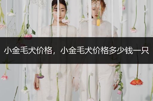 小金毛犬價(jià)格，小金毛犬價(jià)格多少錢一只