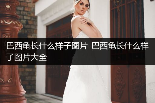 巴西龜長什么樣子圖片-巴西龜長什么樣子圖片大全