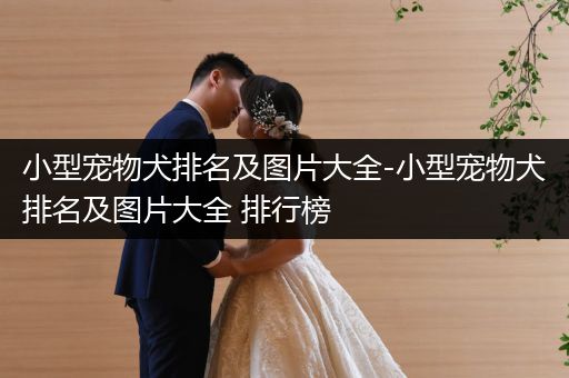 小型寵物犬排名及圖片大全-小型寵物犬排名及圖片大全 排行榜